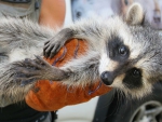 Baby Raccoon