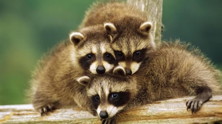 Babys Raccoons - aww, raccoons, cute, baby