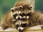 Babys Raccoons