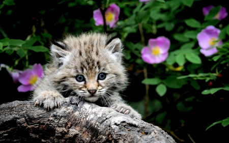 ADORABLE KITTY - flowers, cat, cute, kitten