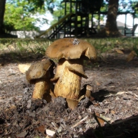 Couple of Mushrooms