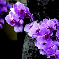 PURPLE ORCHIDS