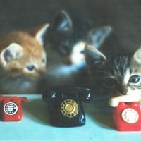 Three kittens answering the phone