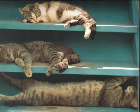 Cats napping on shelf