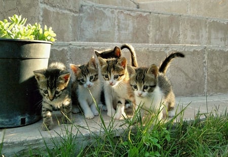 Here comes Trouble - cute, lovely, animals, cats