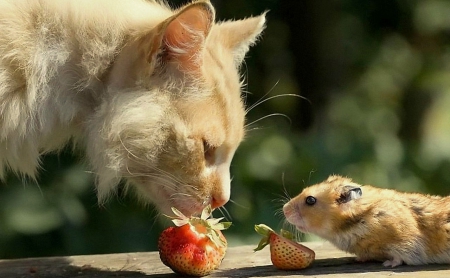 Do you want some ? - strawberry, animals, cats, cute, mice