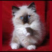 Ragdoll kitty for kitty 1234
