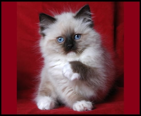 Ragdoll kitty for kitty 1234 - cute, animals, cats, kitty