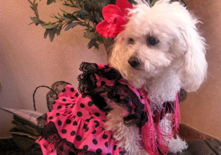 Flamenco Dog - Dog, cute, Animals, funny