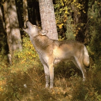 Howling InForest