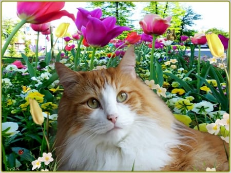 cute cat...... - flowers, cute, cat, animals