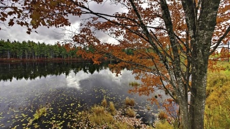 beautiful autumn lake in nova scotia - autumn, lake, reflection, forest, clouds, leaves