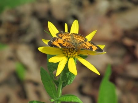 Suck it up, buttercup - nature, flowers, outdoors, photography