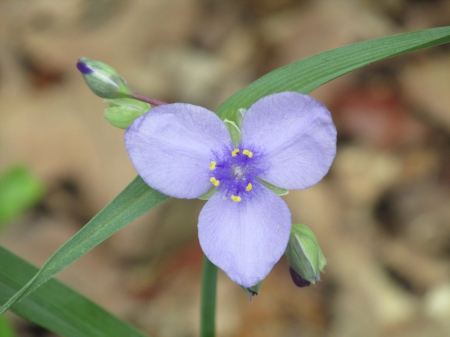 purple passion - nature, flowers, outdoors, photography