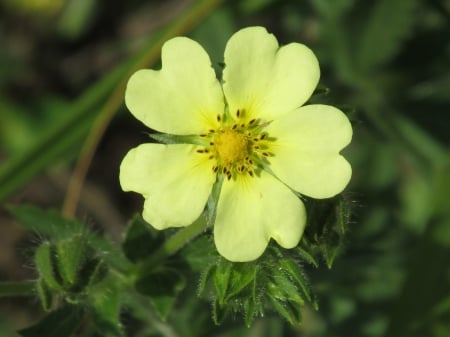 Yellow hearts - nature, flowers, outdoors, photography