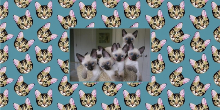 Pile of Siamese Kittens - cats, Siamese, kittens, feline