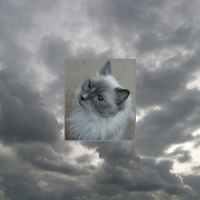 My Ragdoll Cat Pippin