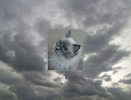 My Ragdoll Cat Pippin - Ragdoll, grey, Cat, sky