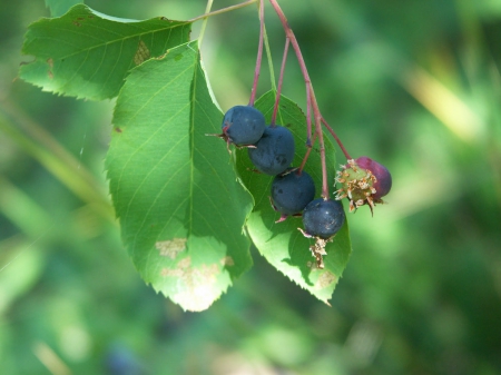 Blueberries by Eagle River, Copper Harbor, Alaska - blueberries, nature, blue, green, fruit, alaska, sweet, leaves