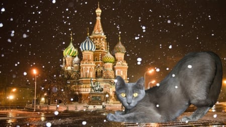 Russian Blue Cat - Red Square, St Basil, Cat, Russian Blue