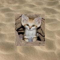 Sand Cat