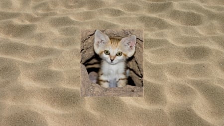 Sand Cat - cute, Sand Cat, desert, Felis Margarita