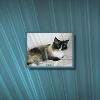 My Ragdoll Cat Silkie
