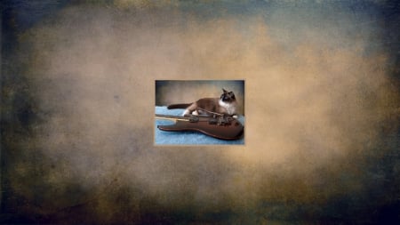 Silkie with Guitar - ragdoll, silkie, guitar, cat