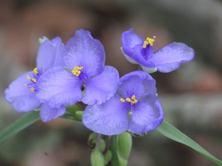 In the wild - flowers, outdoors, nature, photography