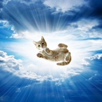 Sky Kitty