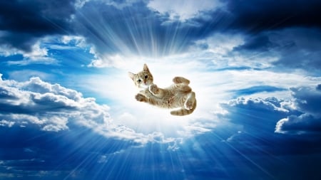 Sky Kitty - sky, beneficence, cat, kitty