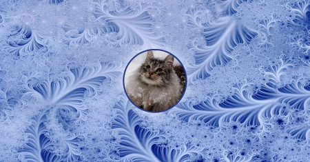 Snow Cat - snow, Norwegian Forest Cat, Cat, feline