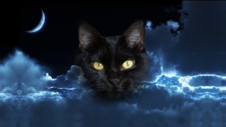 Spirit of the Night - moon, night, Cat, mysterious