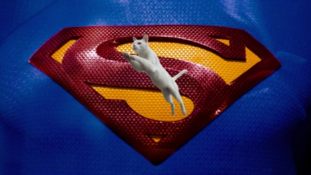 SuperCat - feline, cat, super, supercat