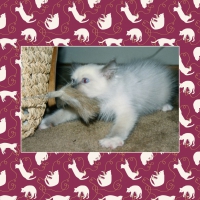 Pippin my Ragdoll Cat