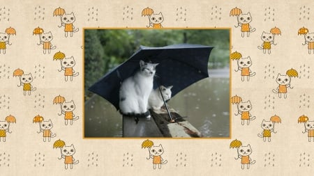 Cats under an Umbrella - umbrella, Cat, rain, Cats