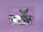 Kittens in a Basket