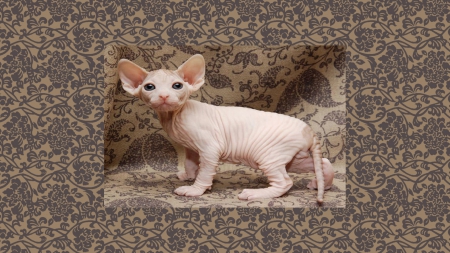 Wrinkled Kitten - wrinkled, Cat, kitten, hairless