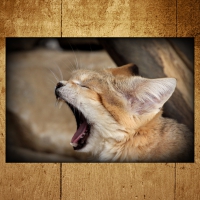 Yawning Sand Cat