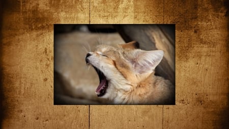 Yawning Sand Cat - sand cat, yawn, sleepy, cat