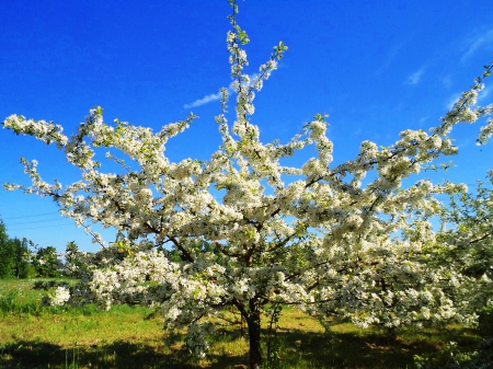 Spring. - nature, flowers, trees, spring