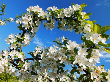 Spring. - nature, flowers, trees, spring