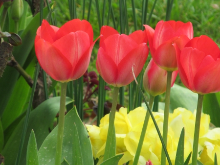 Tulip Blooms - Flowers, Blooms, Plants, Tulips, Flora, Petals