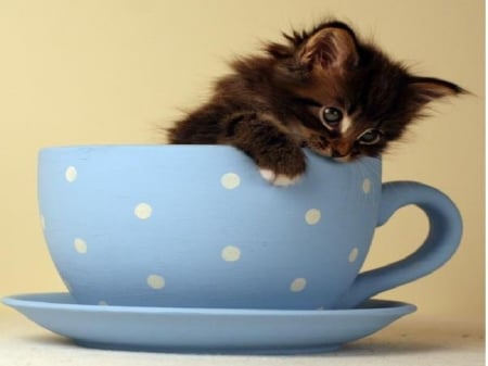 time for tea - time for tea, cat, animals, kitty