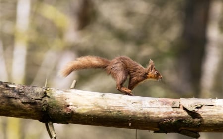 squirrel - tail, animal, squirrel, nut