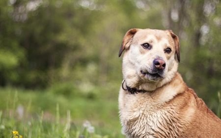 Dog - face, pretty, playful dog, cute, animals, beautiful, sweet, puppy, playful, dogs, puppies, lovely, dog face