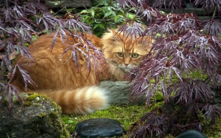 Cat - sleepy, cute, beautiful, cat, sleeping, kitty, cats, hat, cat face, paws, face, animals, pretty, beauty, sweet, kitten, lovely