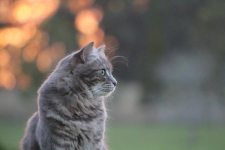 Cat - sleepy, cute, beautiful, cat, sleeping, kitty, cats, hat, cat face, paws, face, animals, pretty, beauty, sweet, kitten, lovely