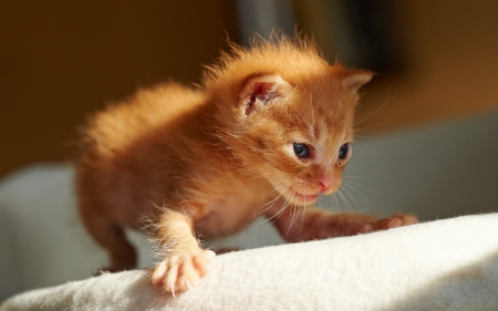 Cat - sleepy, cute, beautiful, cat, sleeping, kitty, cats, hat, cat face, paws, face, animals, pretty, beauty, sweet, kitten, lovely