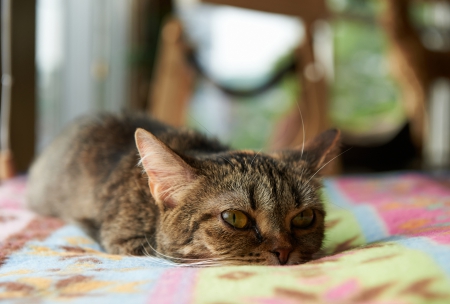 Cat - sleepy, cute, beautiful, cat, sleeping, kitty, cats, hat, cat face, paws, face, animals, pretty, beauty, sweet, kitten, lovely